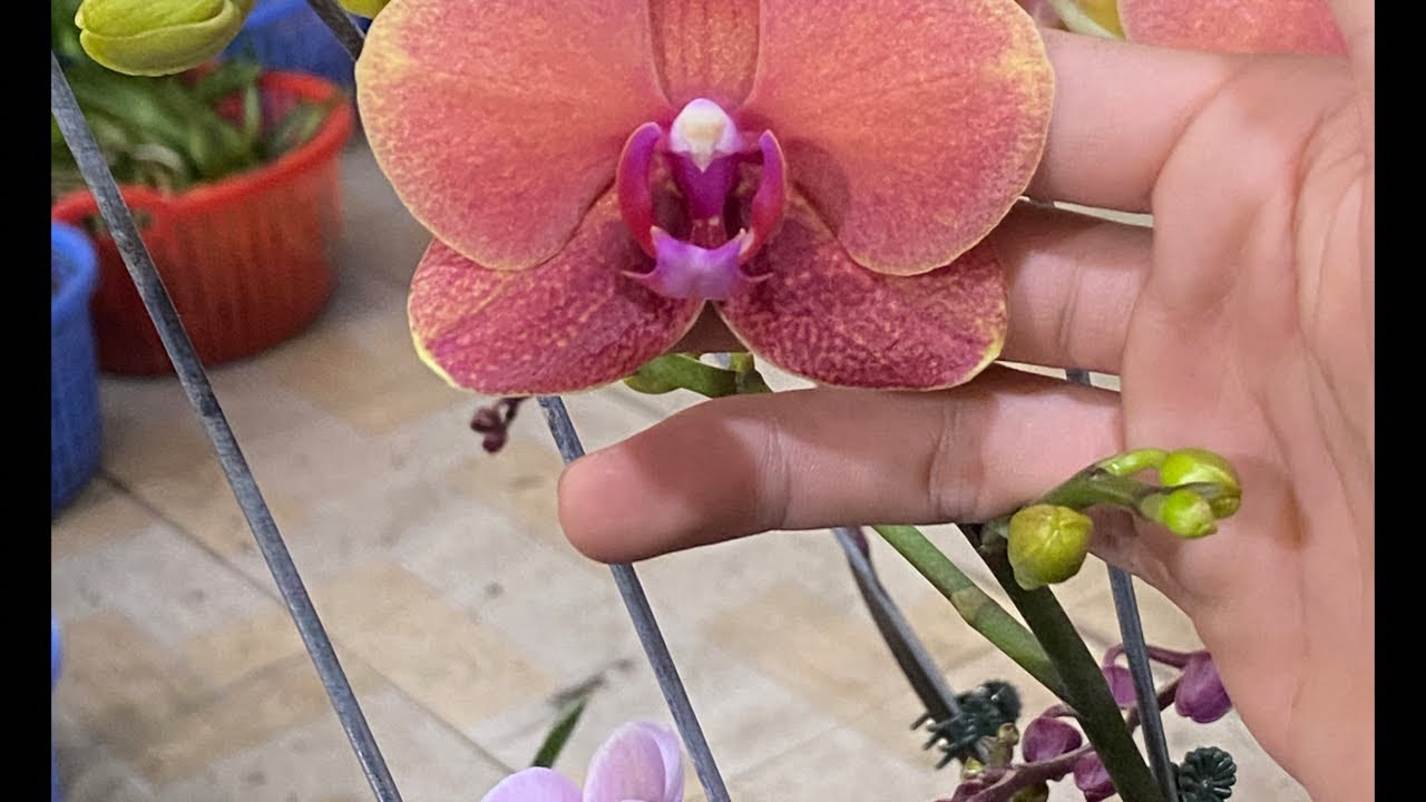 VƯỜN LAN RUBY  Hoa xinh buổi chiều ☎️ 0903177978