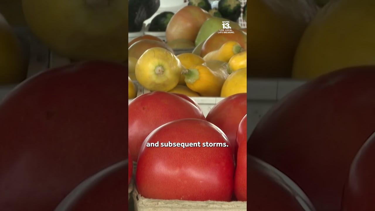 Alabama farmers expect tomato prices to drop as local harvests approach