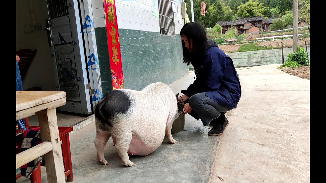 农村姑娘养了一头猪，能听懂她说话，会自己铺床睡觉