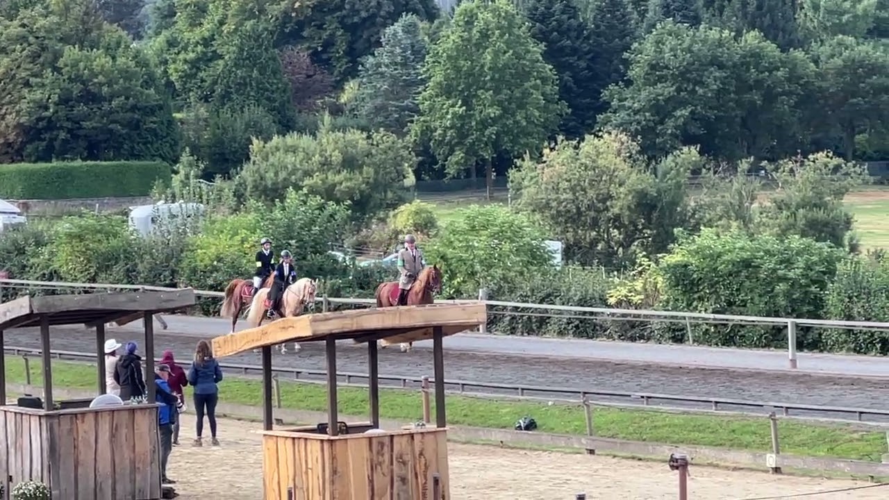 AMERICAN SADDLEBRED DREIGANG WingWalkerFarm 30. Deutsche Meisterschaft im Gangreiten #idmg2025