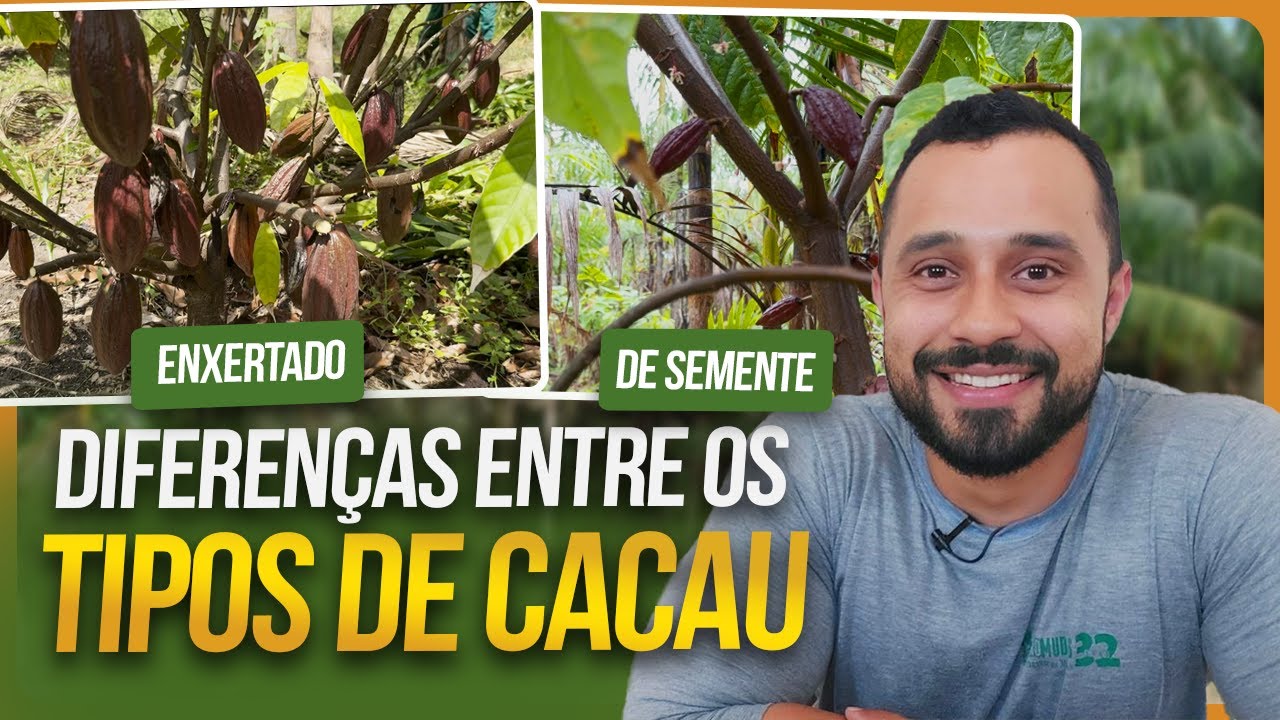 MUDA CLONADA ou DE SEMENTE? QUAL A MELHOR MUDA DE CACAU?