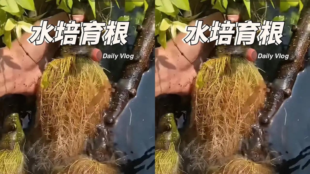 Water to cultivate roots, fast root burst, eight-direction root plate