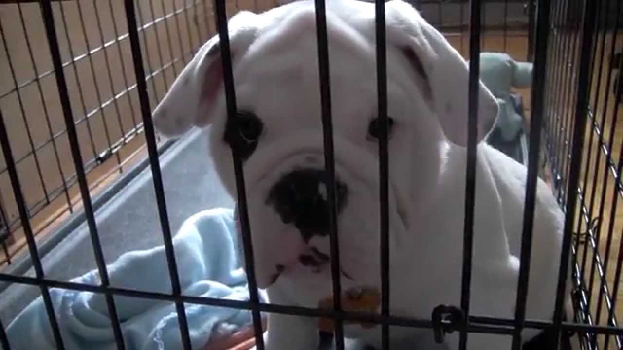 Bentley the Bulldog Puppy has the Hiccups!