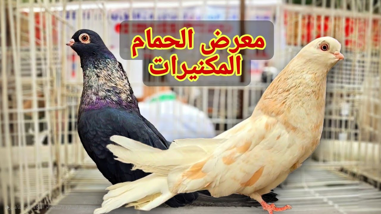 فرجة حمام 😍ريحاني- اصفر ورق- ازرق قطيفه) من معرض الحمام المكنيرات المصري😍