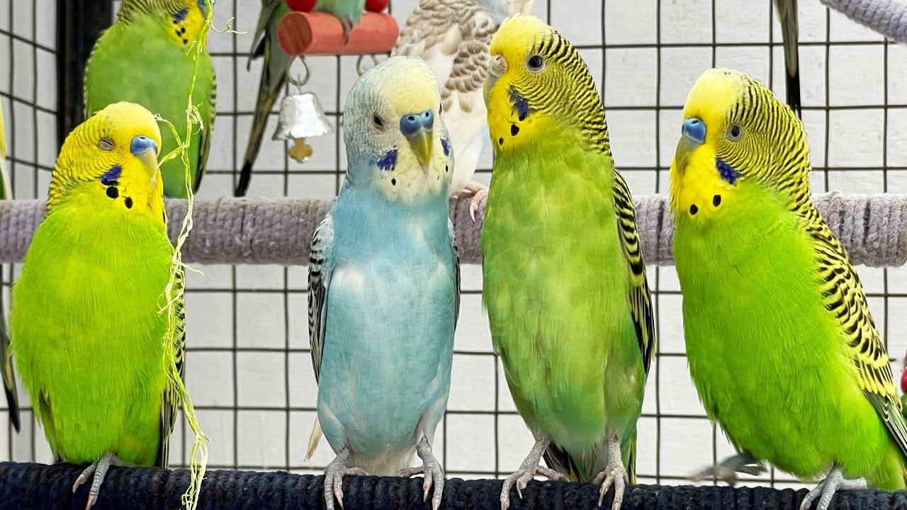 Happy Parakeet Singing Sounds 🎶 Natural & Fun