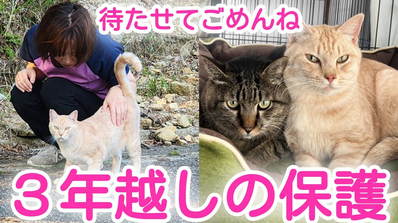 【野良猫保護】待たせてごめんね、山奥に住む野良猫ちゃんを保護しました