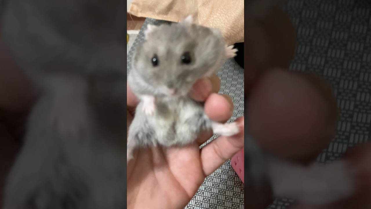 Cute hamster 🐹 #reels #shorts #animals #hamster er