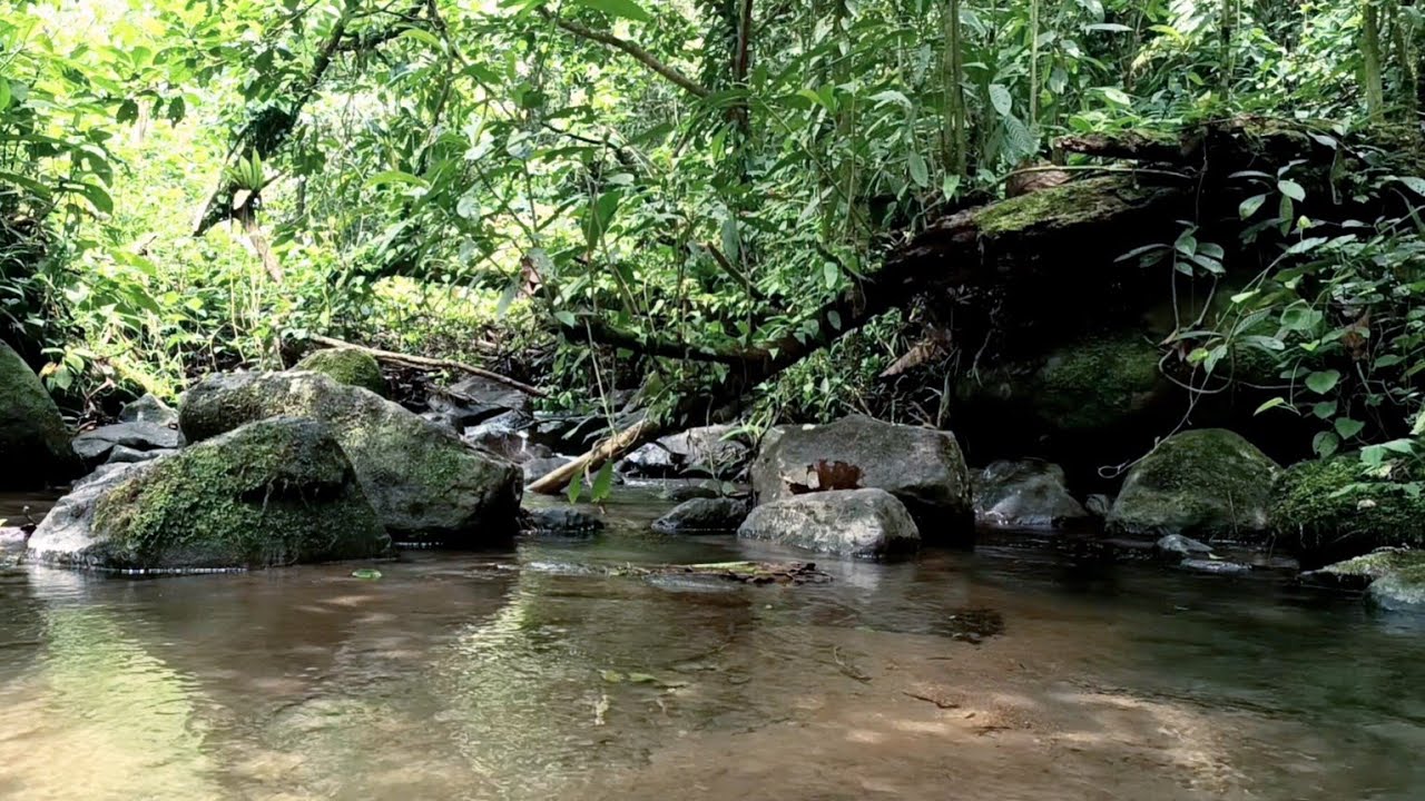 Clear Tropical Forest Stream | Authentic Nature Sounds for Studying & Focus