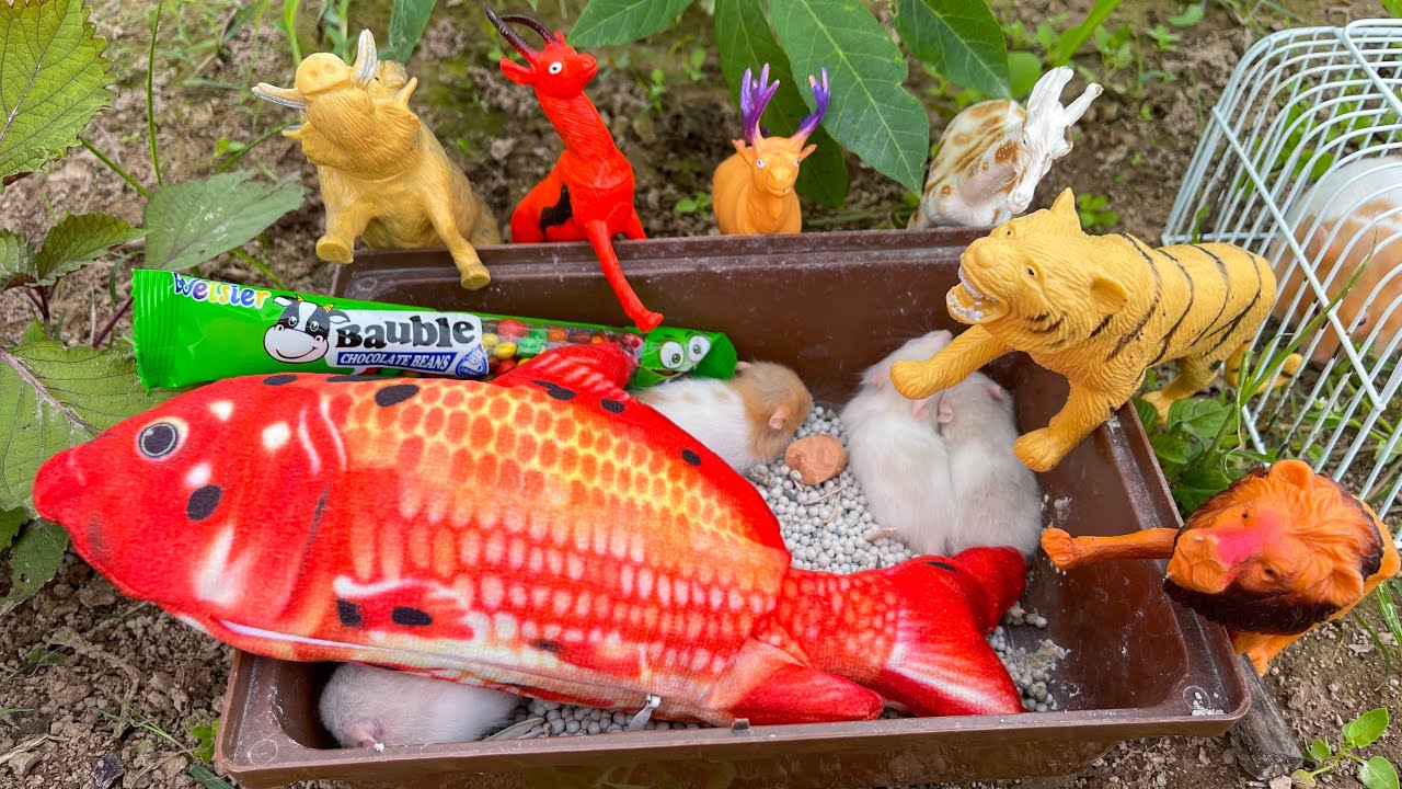 Cá đồ chơi biết nhảy, tìm thấy đàn chuột hamster và các đồ chơi con vật Part 177