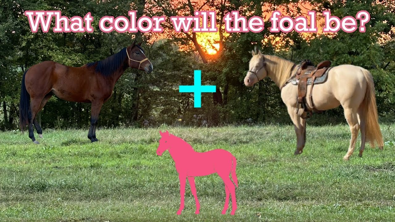 The Color Percentages of June's Foal