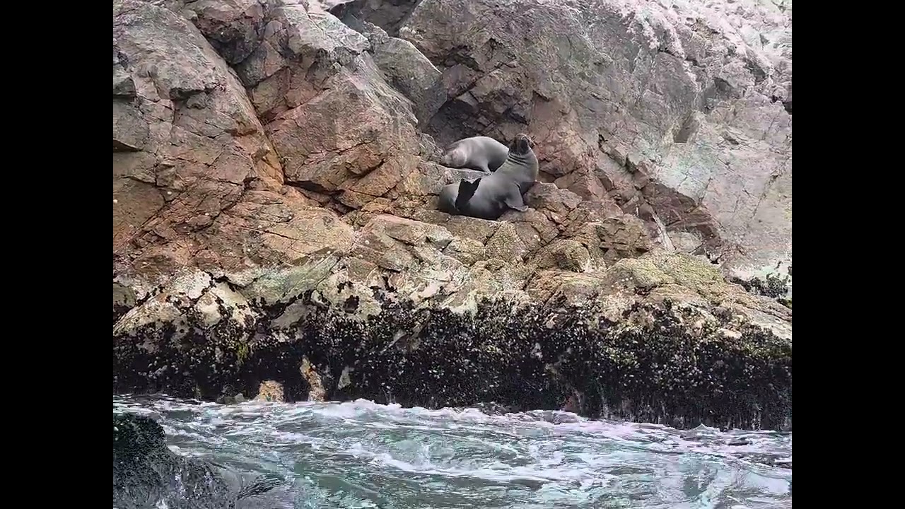 Sea Lion Spotting, Peru, Waman Adventures from Clinton C. 🇵🇪