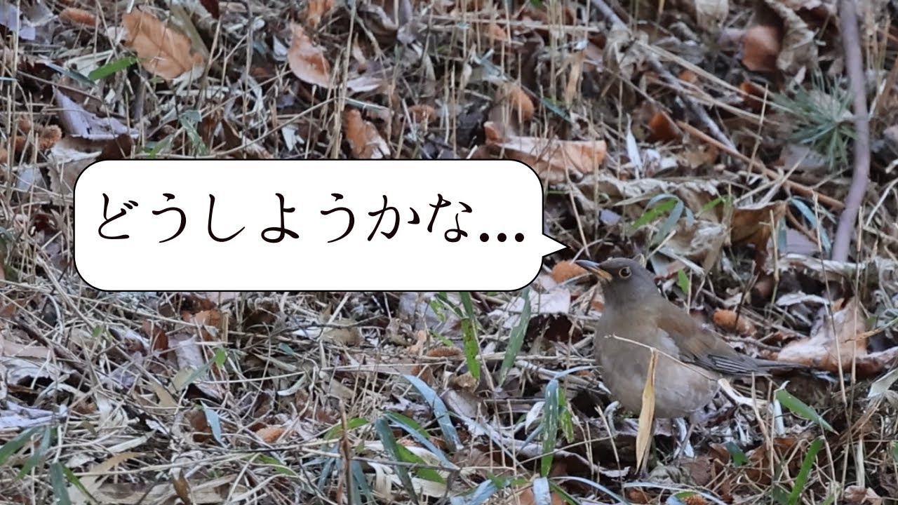 エサを探し回るシロハラ/A Pale Thrush searching for food