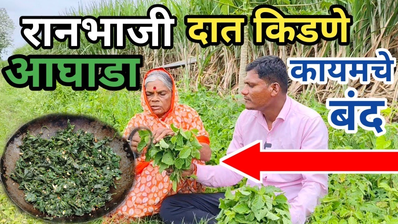 दात दुखी, दाढ दुखी, दूर करणारी आघाड्याची आयुर्वेदिक भाजी दातातील कीड लगेच बाहेर | Aghada bhaji