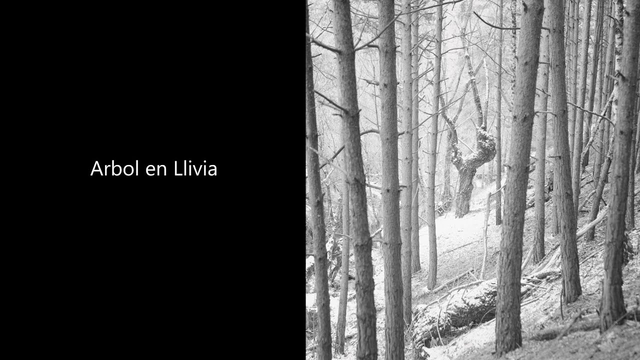 Árbol en Llivia