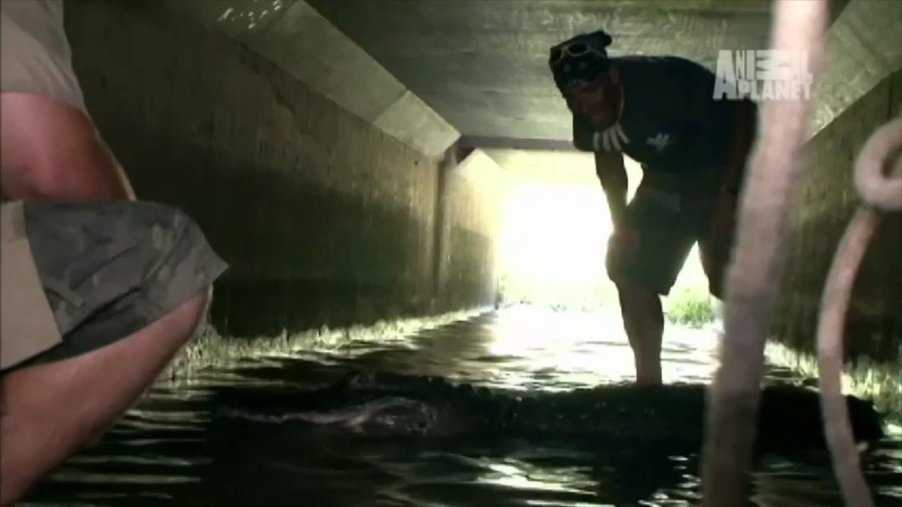 Gator at Gunpoint | Gator Boys