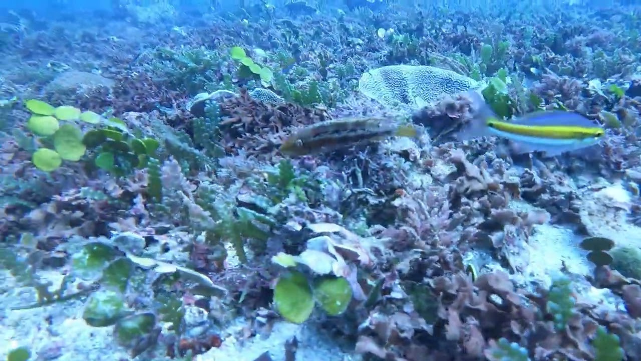 Wrasse and crayfish on the flat ground