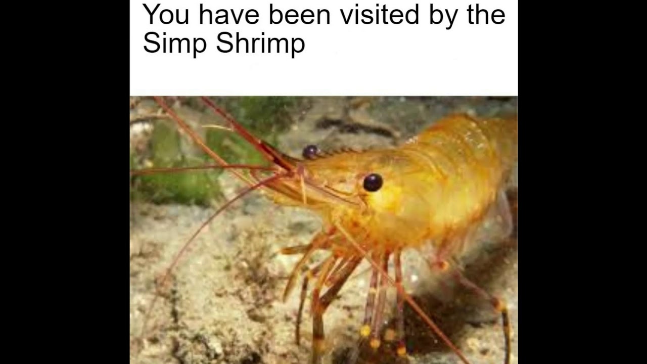 simp shrimp