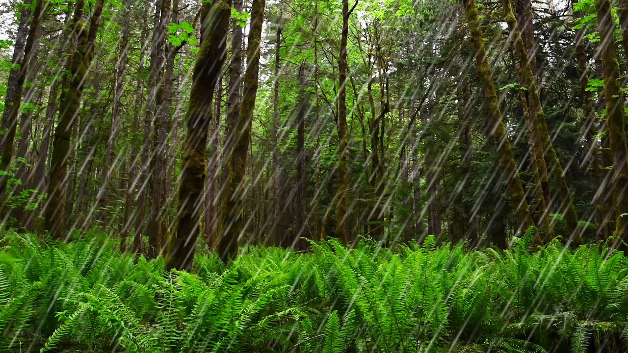 Rainfall in Forest Creates Super Relaxing White Noise