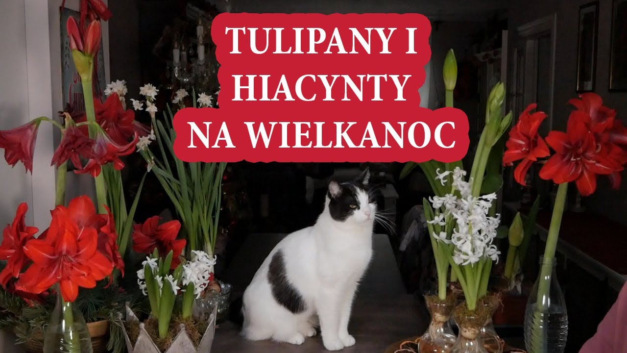 Jak pędzić TULIPANY i HIACYNTY żeby zakwitły na Wielkanoc / Przyśpieszanie cebulek kwiatów/MrsGarden