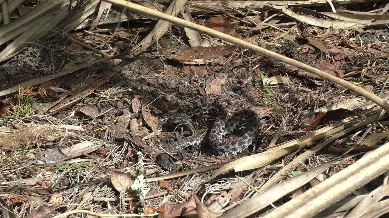 Pygmy Rattlesnake strikes and eats Brown Anole