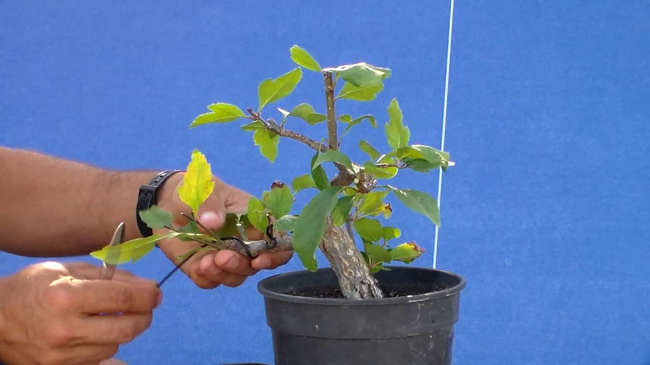 Diseño de manzano Malus cerasifera