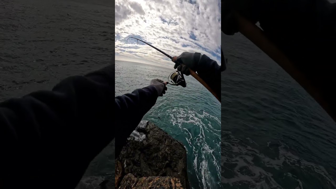 Peleando con una Lubina XL con una caña de 7-24.g 💪😊🐟 #españa #mediterraneamente #spinning #fyp  