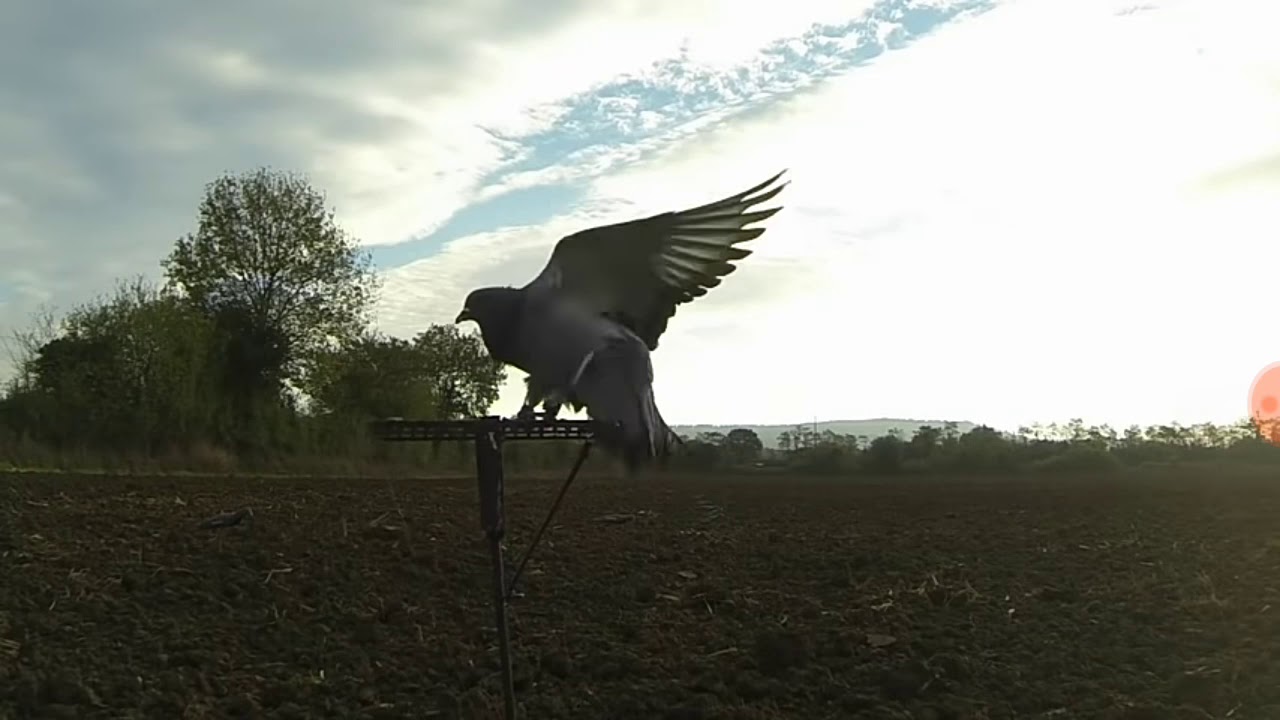 Chasse a la palombe