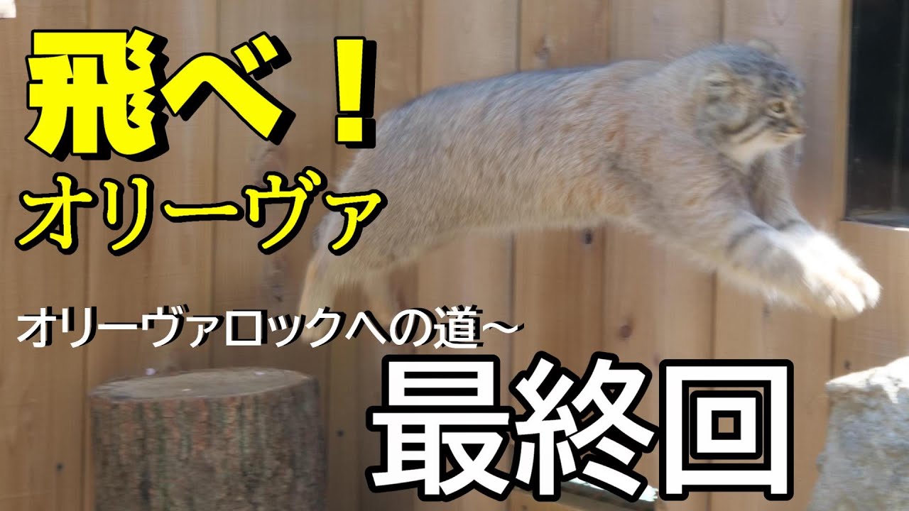 【オリーヴァロックへの道～最終章】飛べ！オリーヴァ