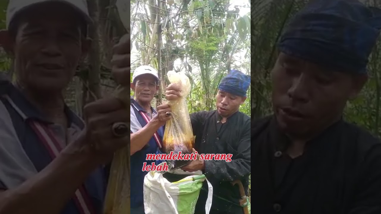 Hari Ini Kita Bahas Madu baduy, besok kita bahas apalagi ya?