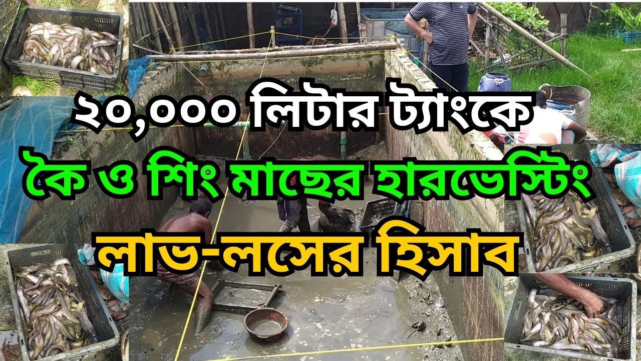 ২০,০০০ লিটার ট্যাংকে কৈ ও শিং মাছের হারভেস্টিং | লাভ-লসের হিসাব | Koi & Shing fish harvesting