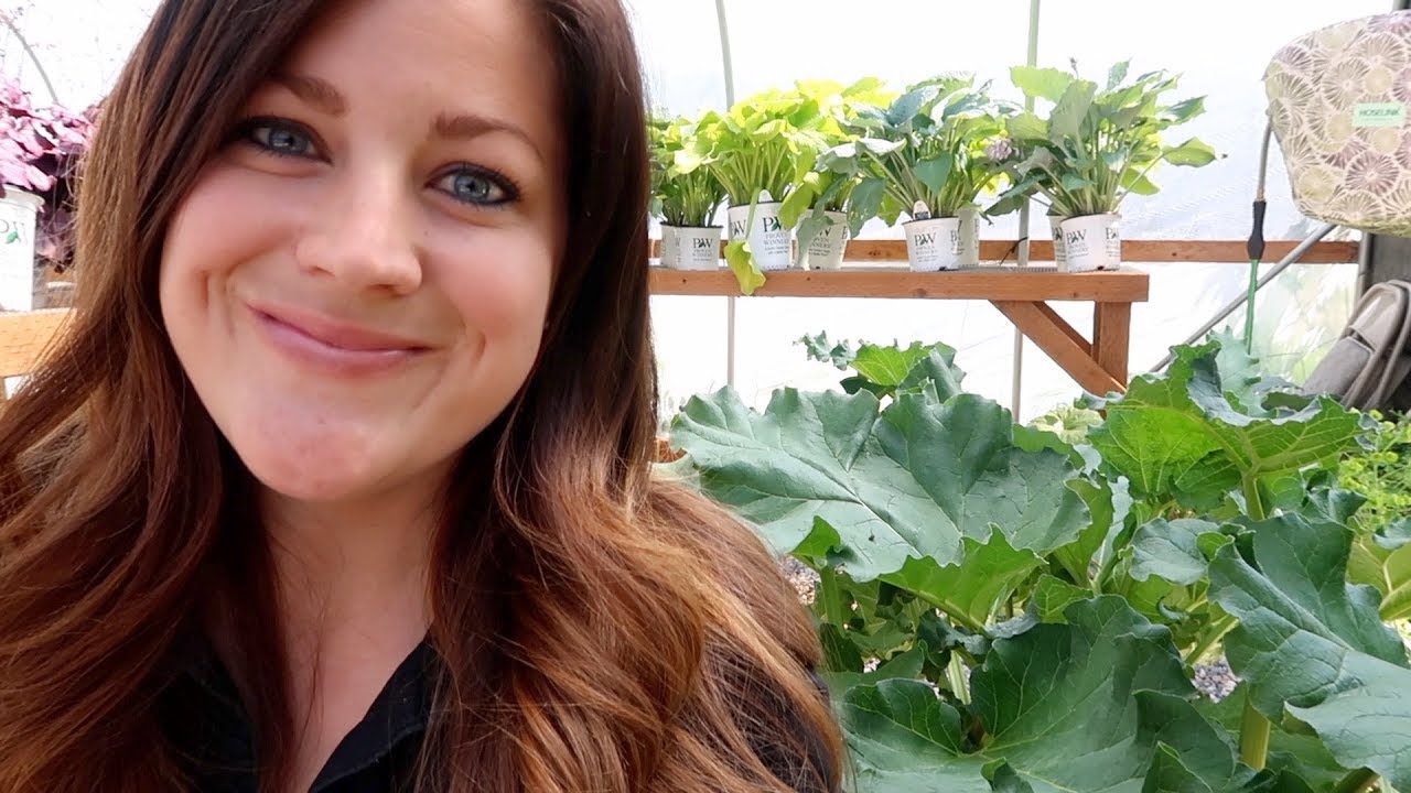 Harvesting Rhubarb & Baking a Crisp! 👩‍🌾🌿// Garden Answer
