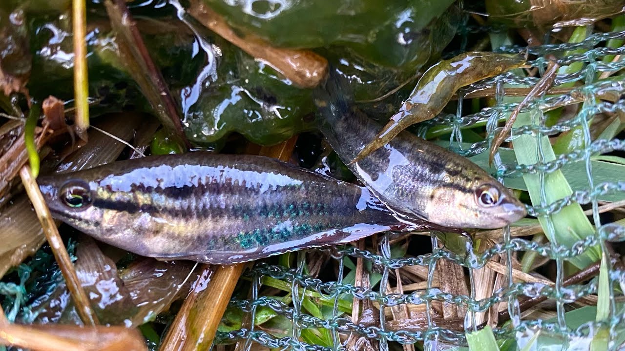 How to catch beautiful fish’s 🐟🌿 in the small pond, shrimps, small fish #survival #skills 
