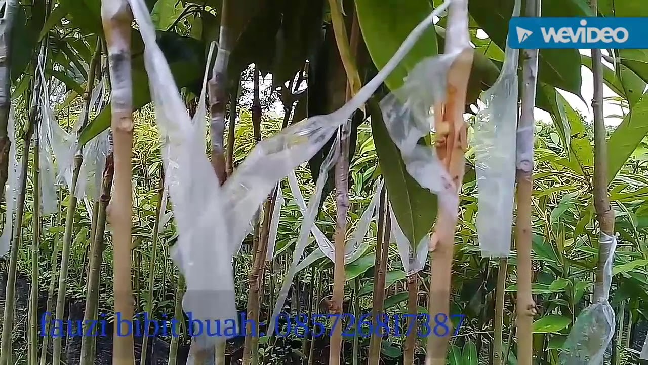 Hasil dari sambong sisip durian