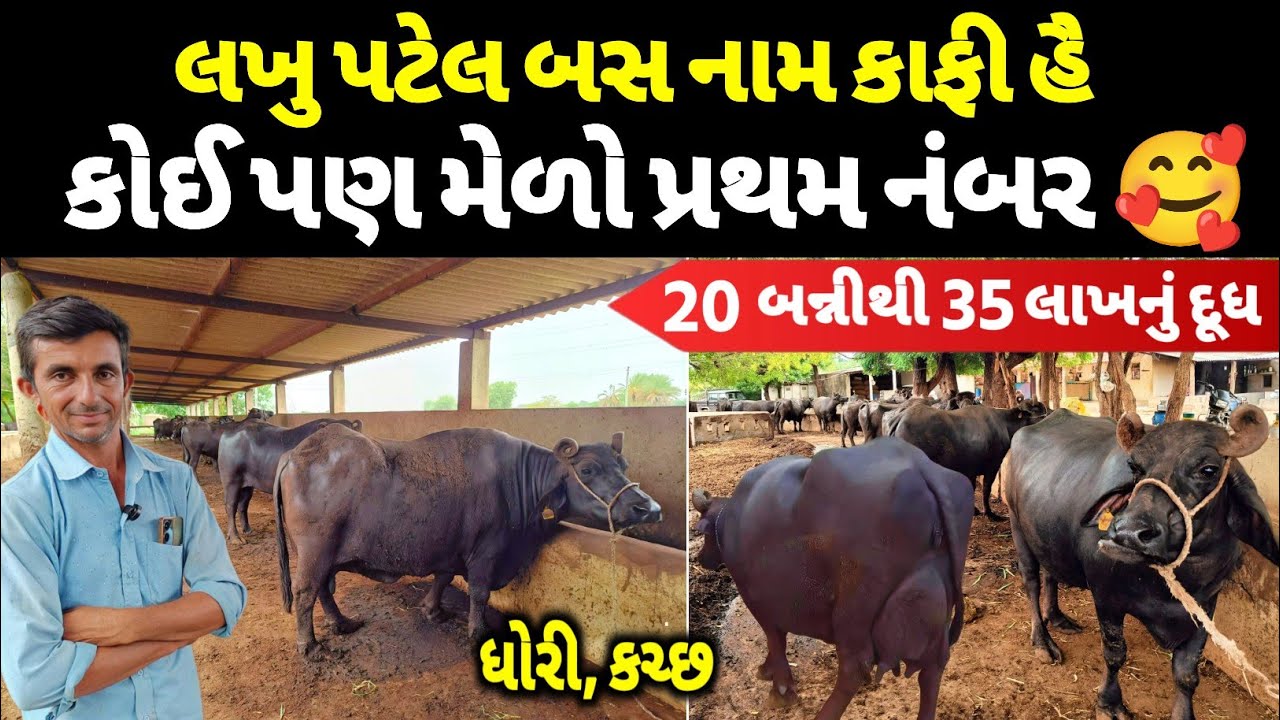 શંકર - જર્સી ગાયો કરતા આ બન્નીમાં વઘુ દૂધ , Top Pure Banni Buffalo in kutch.