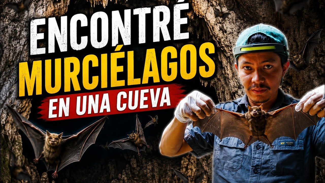 En busca de MURCIELAGOS// GRUTAS de San Bernardo de Claraval