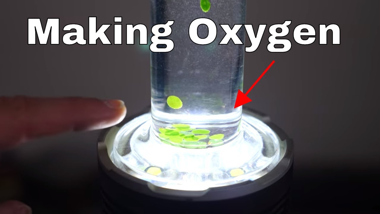 Making My Own Oxygen With Photosynthesis