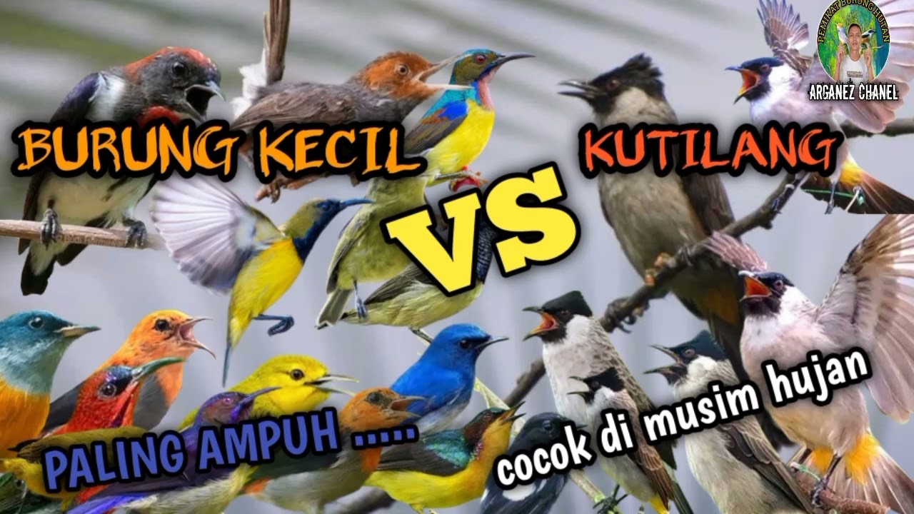 Suara pikat burung kecil dan KUTILANG paling heboh dan luar biasa ❗❗