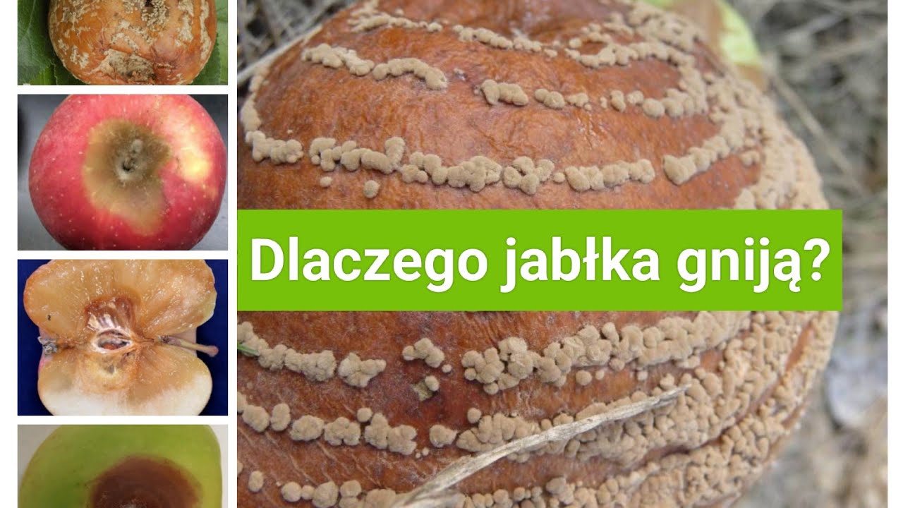 Dlaczego jabłka gniją?