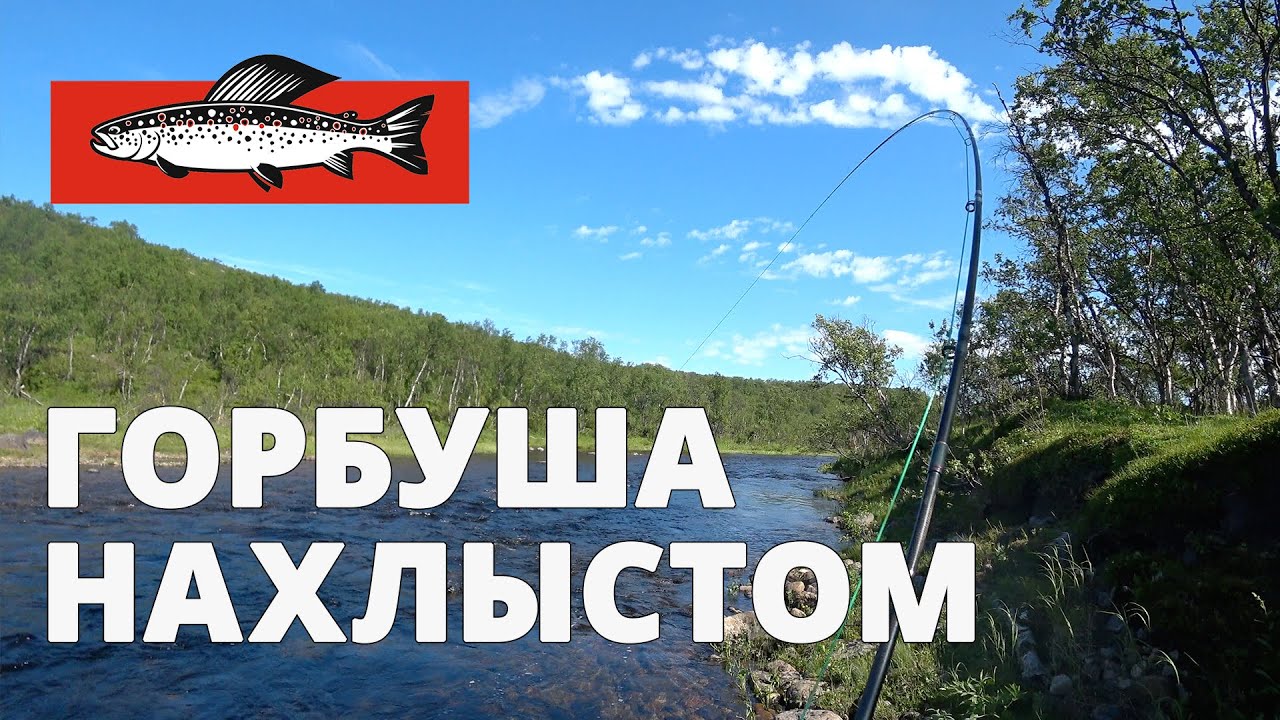 Ловля горбуши нахлыстом на Кольском полуострове. Небольшая северная река и дикая природа