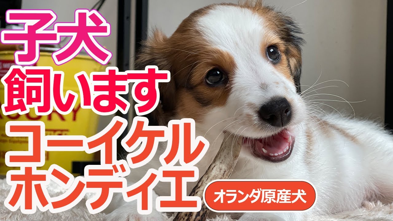 ＃１初投稿初めまして　VLOGランランラナ第一回目です コーイケルホンディエ