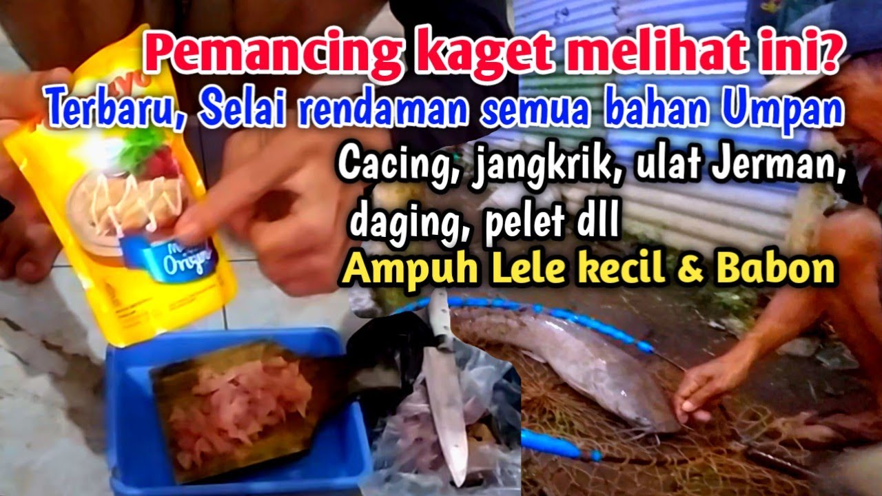 Rendaman ampuh semua jenis umpan ikan lele disukai lele kecil dan babon.