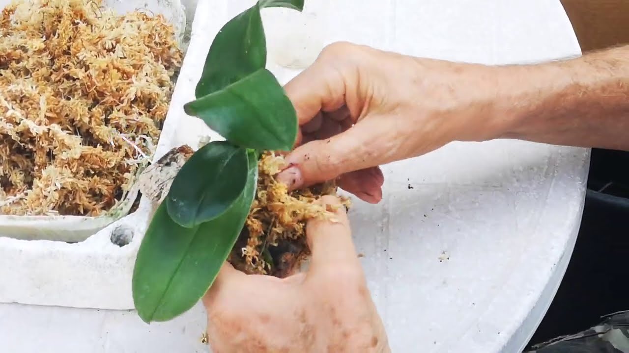 Zattere di mini Phalaenopsis, Tutorial