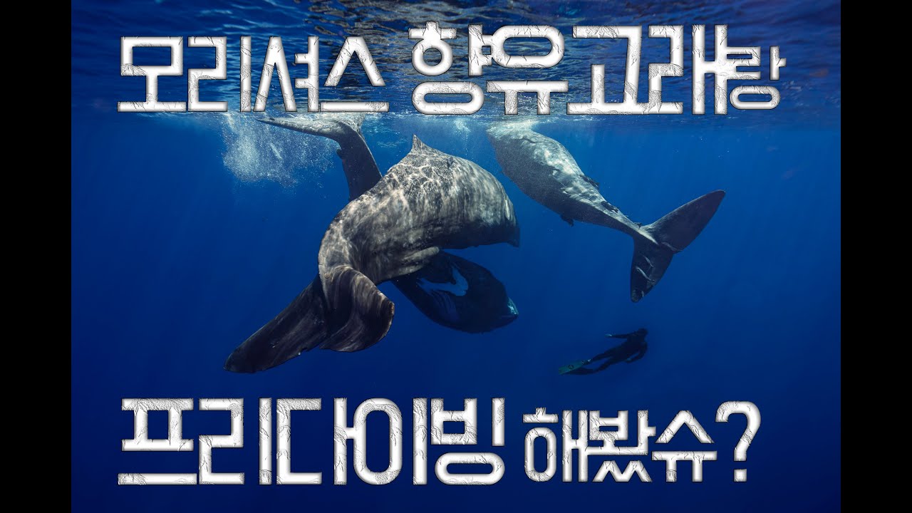 모리셔스 향유고래 보러 레스고우! (첫번째)