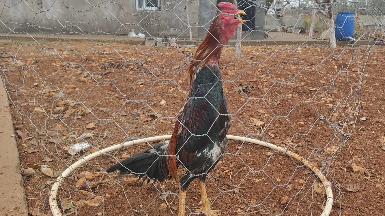 Horozlar tüyü kurutuyor az kaldı #hinthoroz 