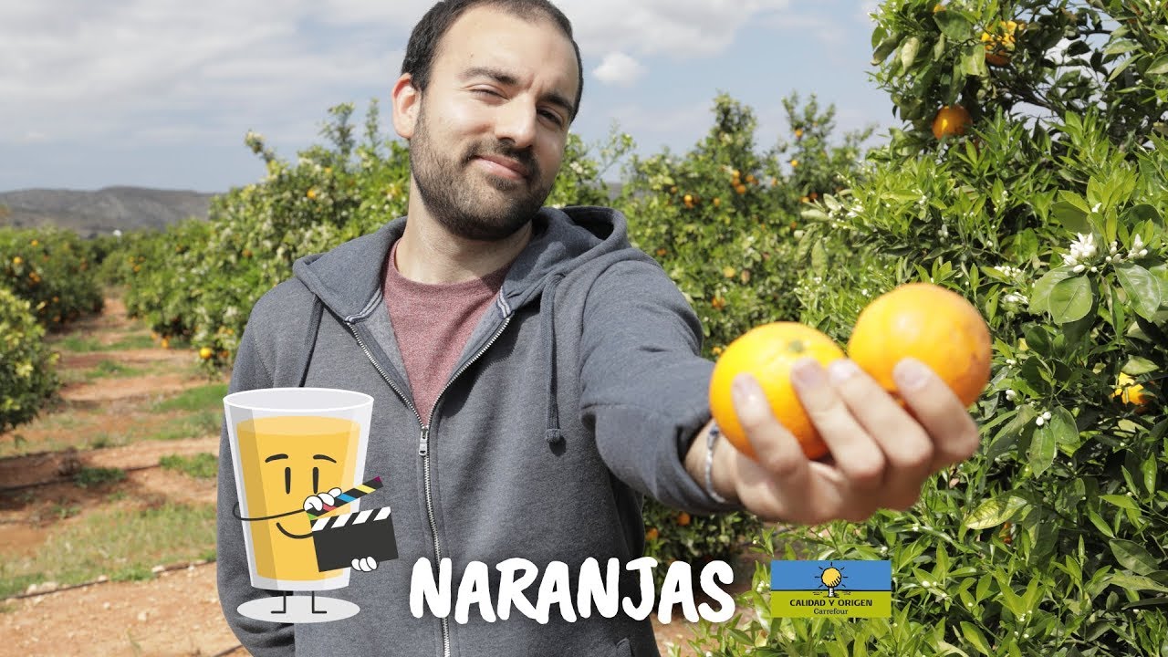 Todo sobre el cultivo de naranja