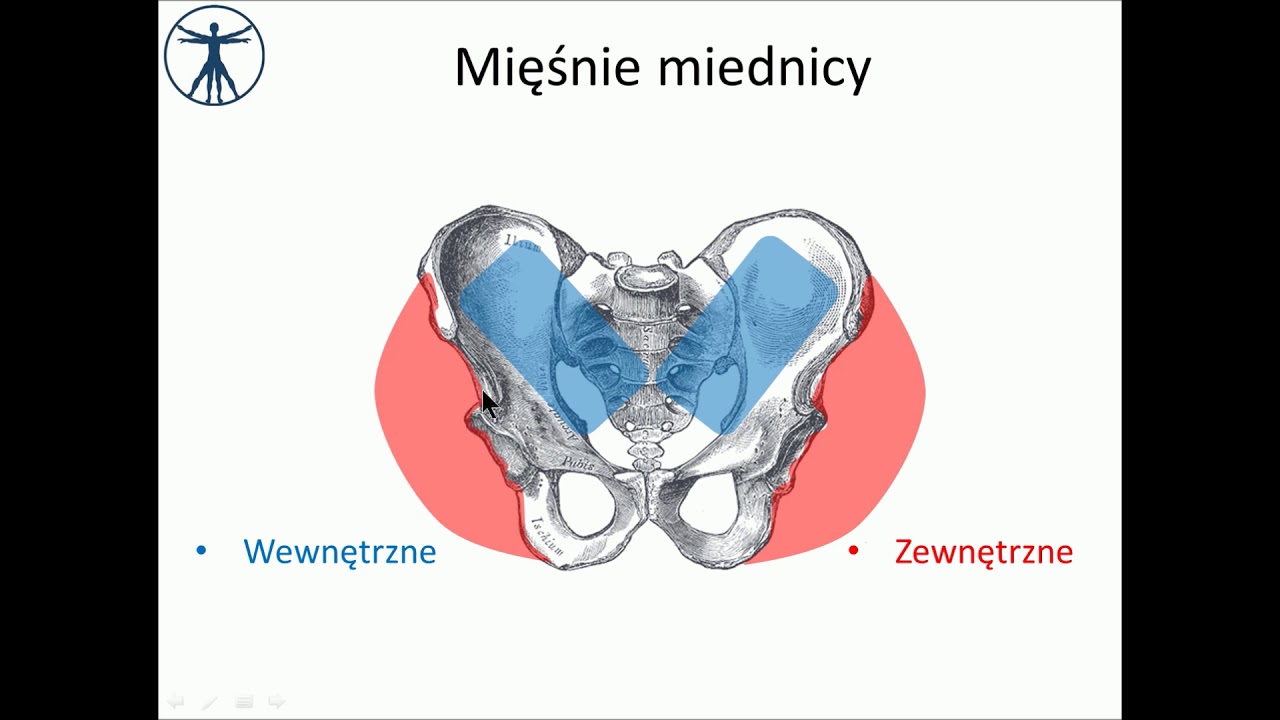 Mięśnie miednicy [wstęp]