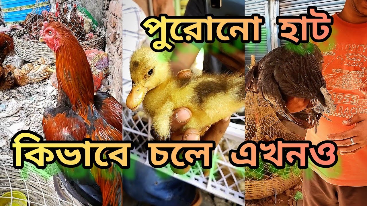 পশ্চিমবঙ্গের সবচেয়ে সস্তার দেশি হাঁস মুরগির হাট ।নেপালগঞ্জ হাট। Nepalganj hat।#cheapestmarket