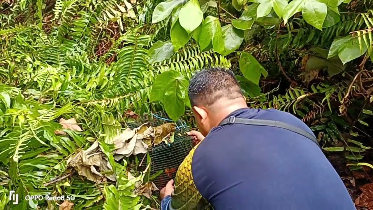 24.01.2026Ngabas bubu baru..kitai..bc ga bulih..#LeleLrmbat 
