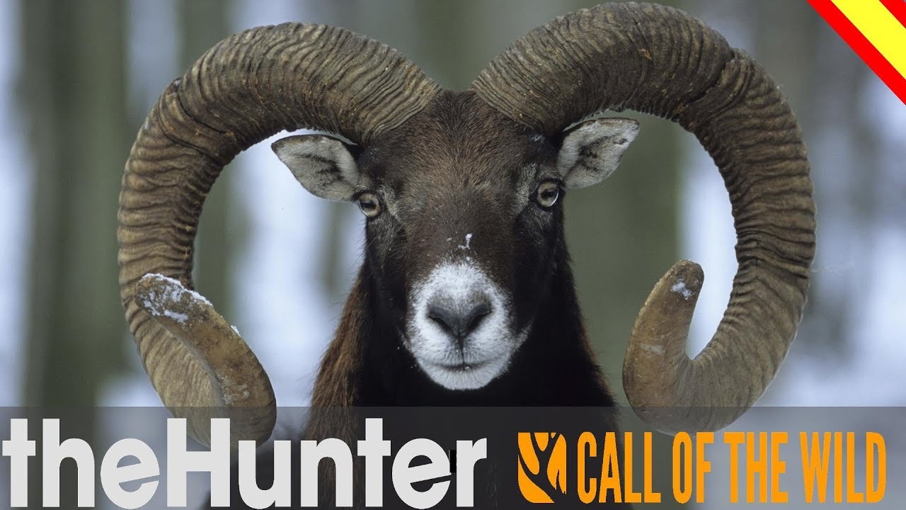 MAPA CUATRO COLINAS ESPAÑA MULTIPLAYER - theHunter: Call Of The Wild Español - SPANISH HUNTERS #91