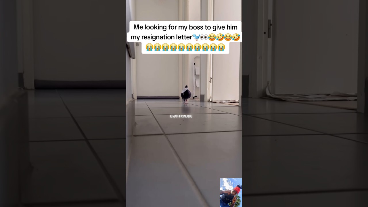 🤣#shorts #viral #funny #cat #catvideos #pigeon #work #job #turkey #istanbul #voiceover #gohard #ique